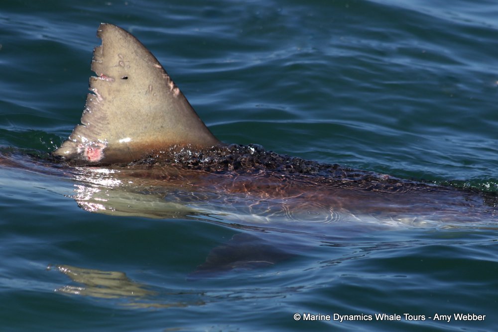 bronze whaler shark, whale watching, gansbaai, south africa,