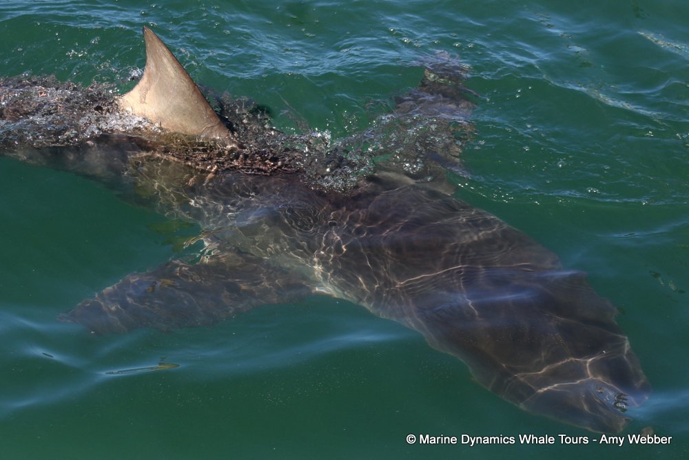 bronze whaler shark, whale watching, gansbaai, south africa,