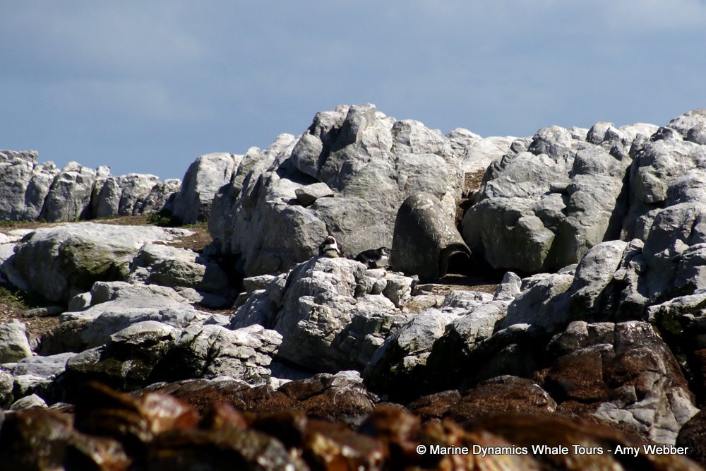 african penguin, whale watching, gansbaai, south africa