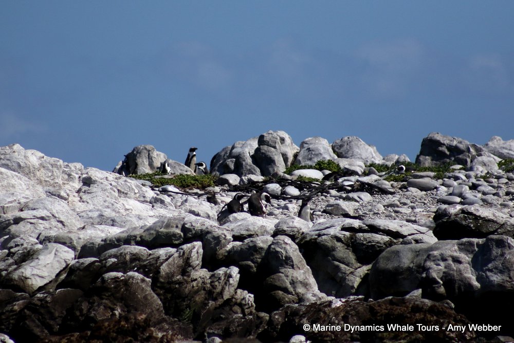 african penguin, whale watching, gansbaai, south africa