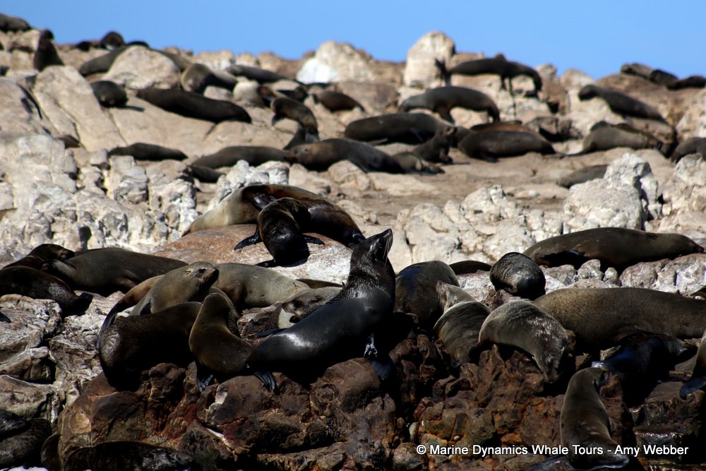 cape fur seal, whale watching, gansbaai, south africa