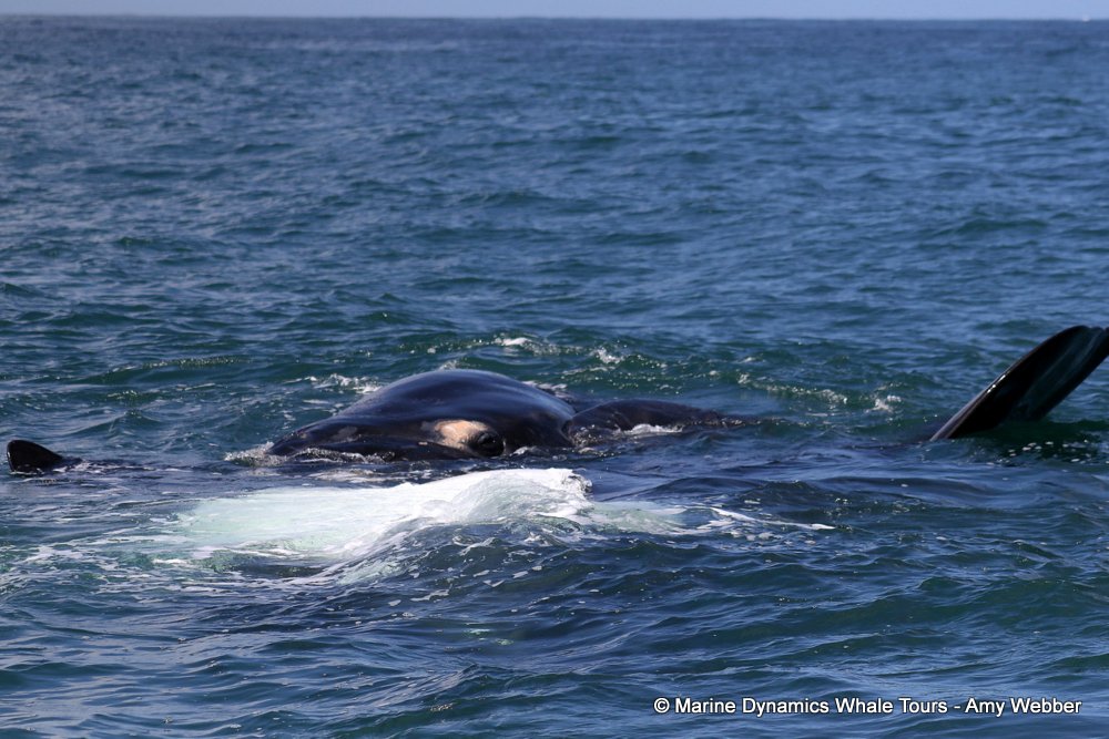 Southern right whale, whale watching, gansbaai, south africa,