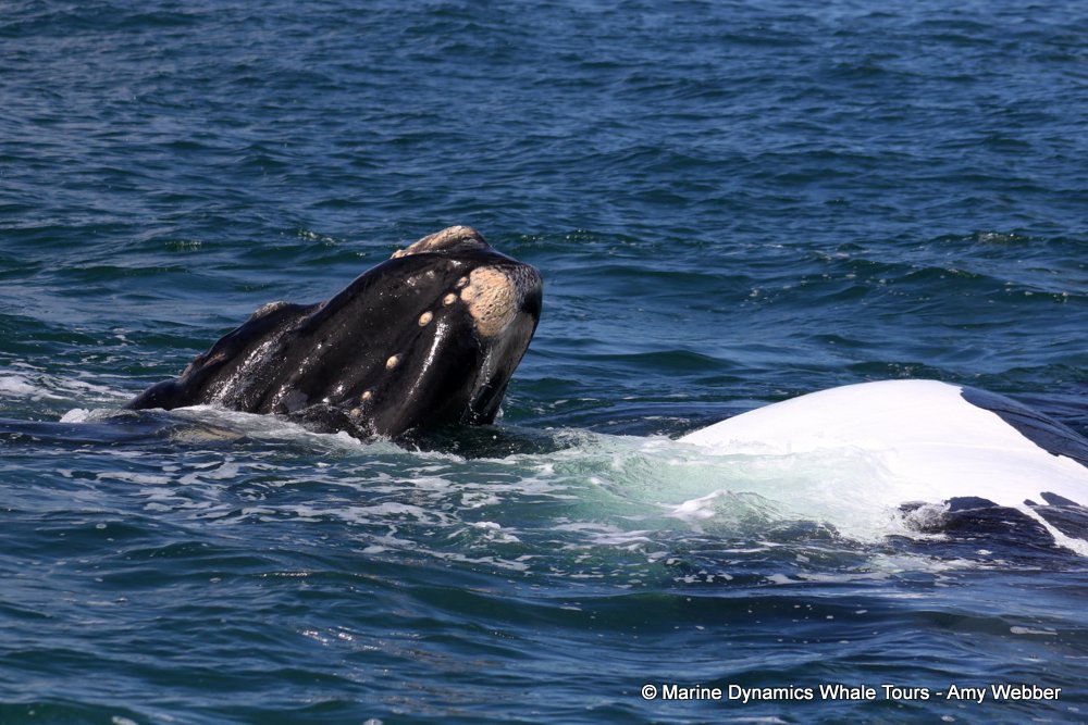 Southern right whale, whale watching, gansbaai, south africa,