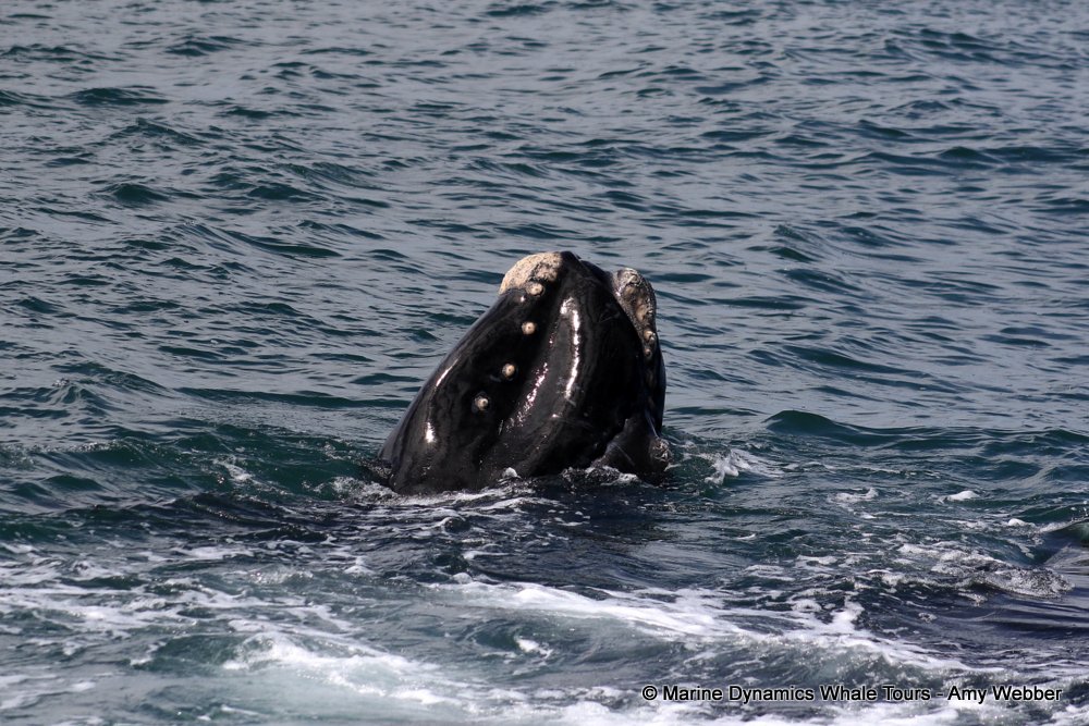 Southern right whale, whale watching, gansbaai, south africa,