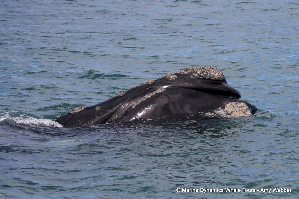 Southern right whale, whale watching, gansbaai, south africa,
