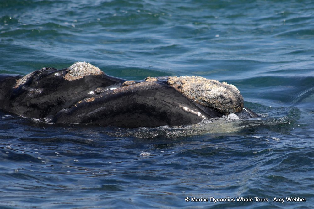 Southern right whale, whale watching, gansbaai, south africa,