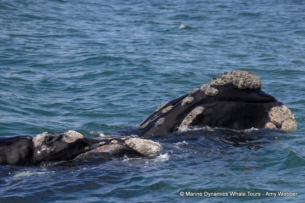 Southern right whale, whale watching, gansbaai, south africa,