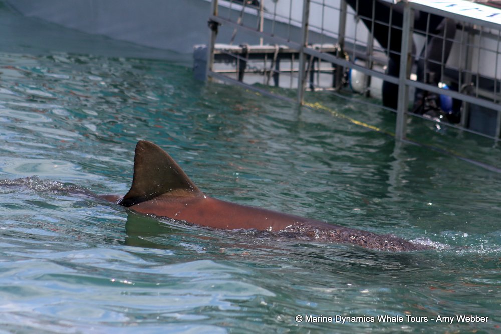 bronze whaler shark, whale watching, gansbaai, south africa,