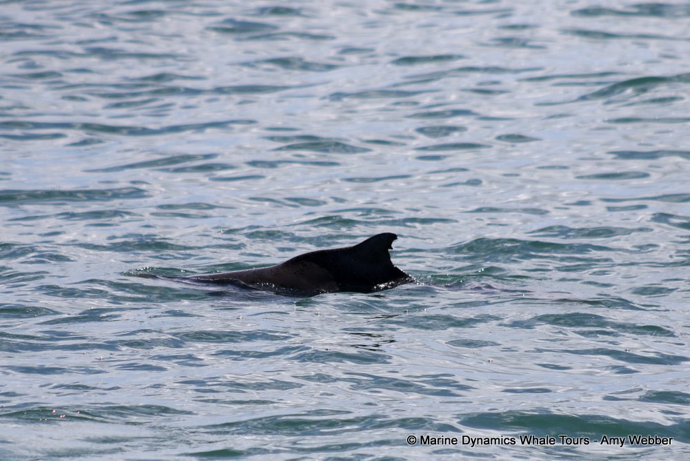 humpback dolphin, whale watching, gansbaai, south africa