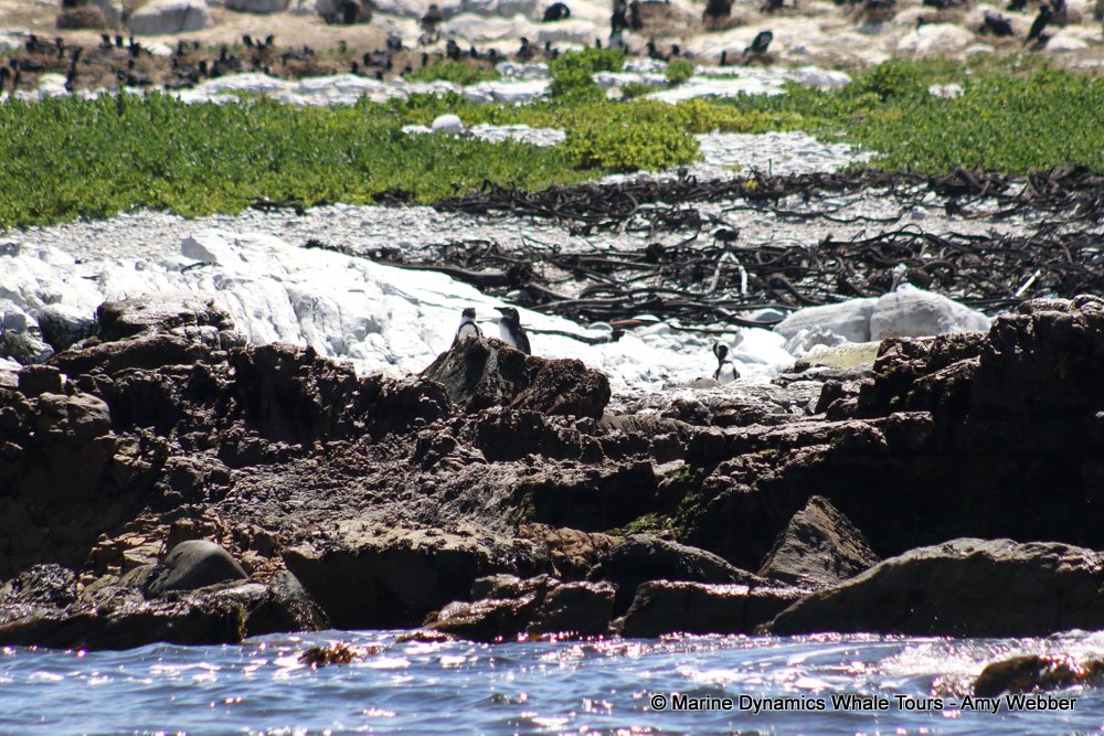 african penguin, whale watching, gansbaai, south africa