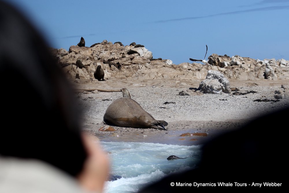 elephant seal, whale watching, gansbaai, south africa