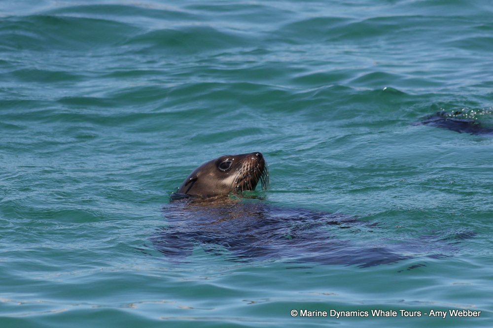 cape fur seal, whale watching, gansbaai, south africa