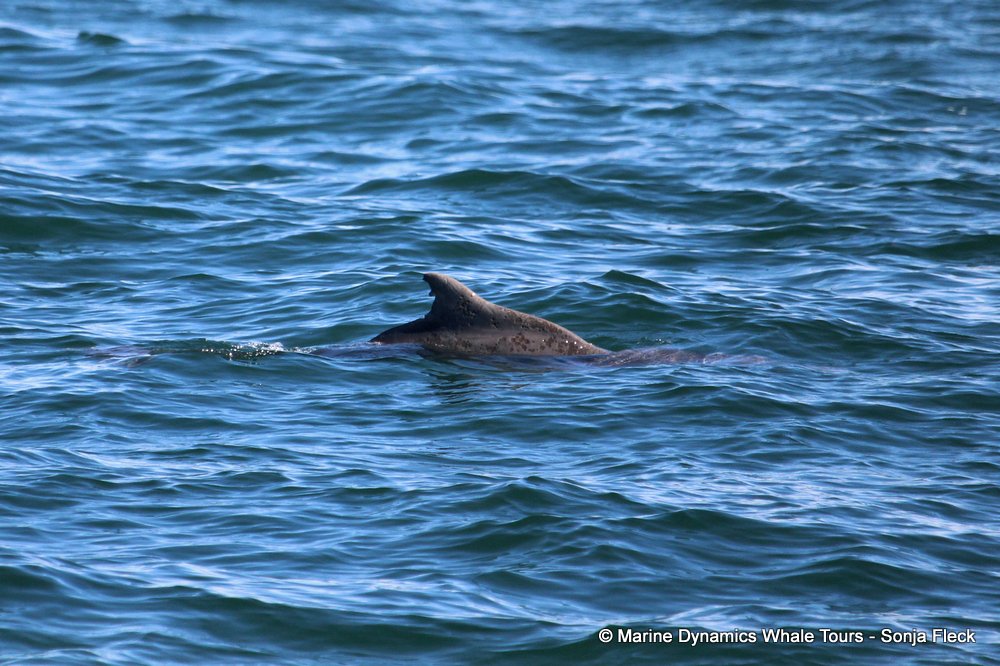 Indian Ocean humpback dolphin, whale watching, gansbaai, south africa,