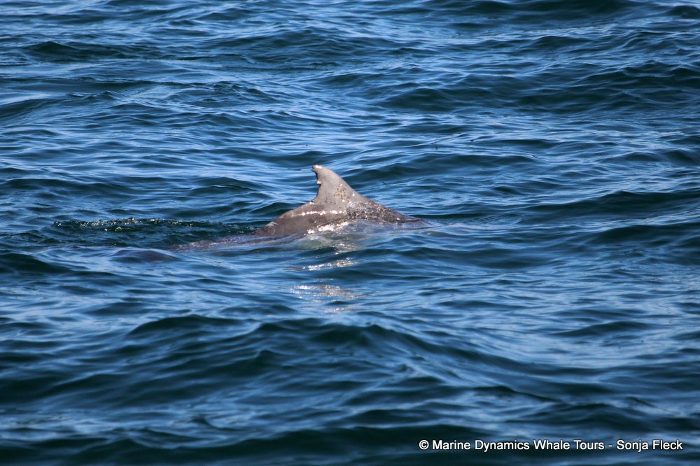 Indian Ocean humpback dolphin, whale watching, gansbaai, south africa,
