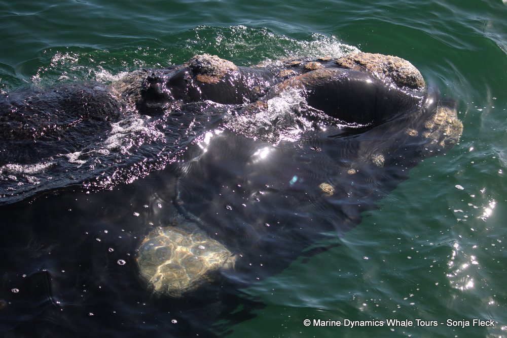 Southern right whale, whale watching, gansbaai, south africa,