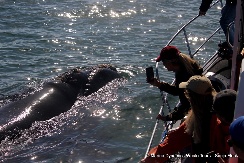 Southern right whale, whale watching, gansbaai, south africa,