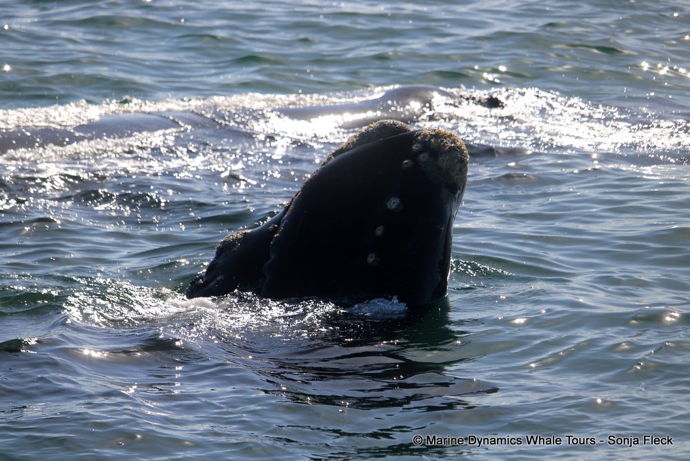 Southern right whale, whale watching, gansbaai, south africa,