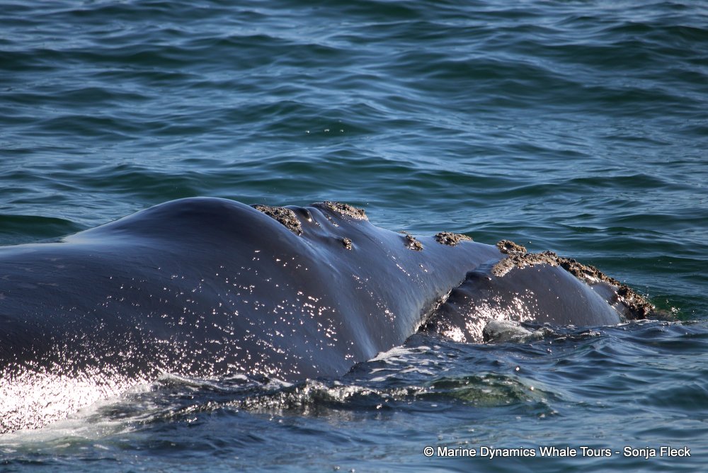 Southern right whale, whale watching, gansbaai, south africa,