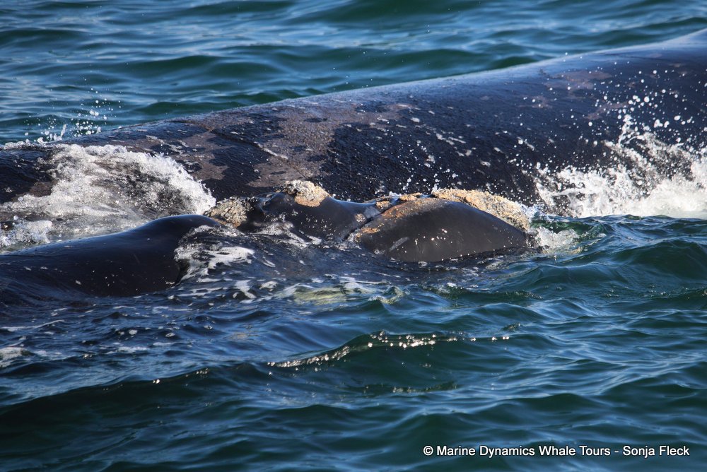 Southern right whale, whale watching, gansbaai, south africa,