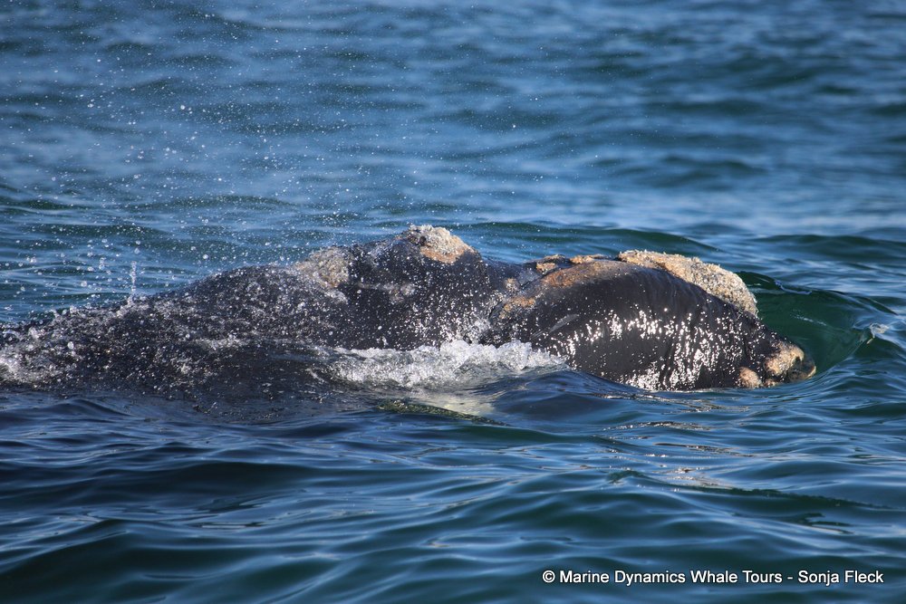 Southern right whale, whale watching, gansbaai, south africa,