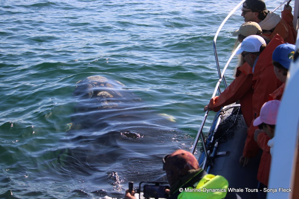 Southern right whale, whale watching, gansbaai, south africa,
