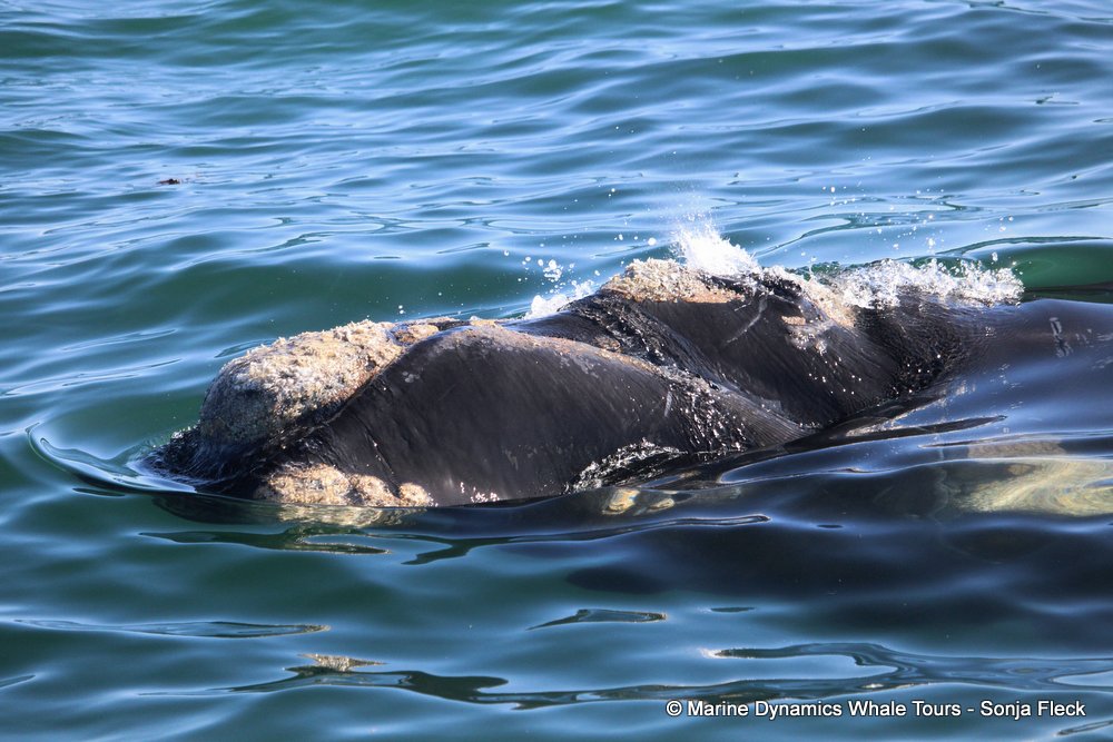 Southern right whale, whale watching, gansbaai, south africa,
