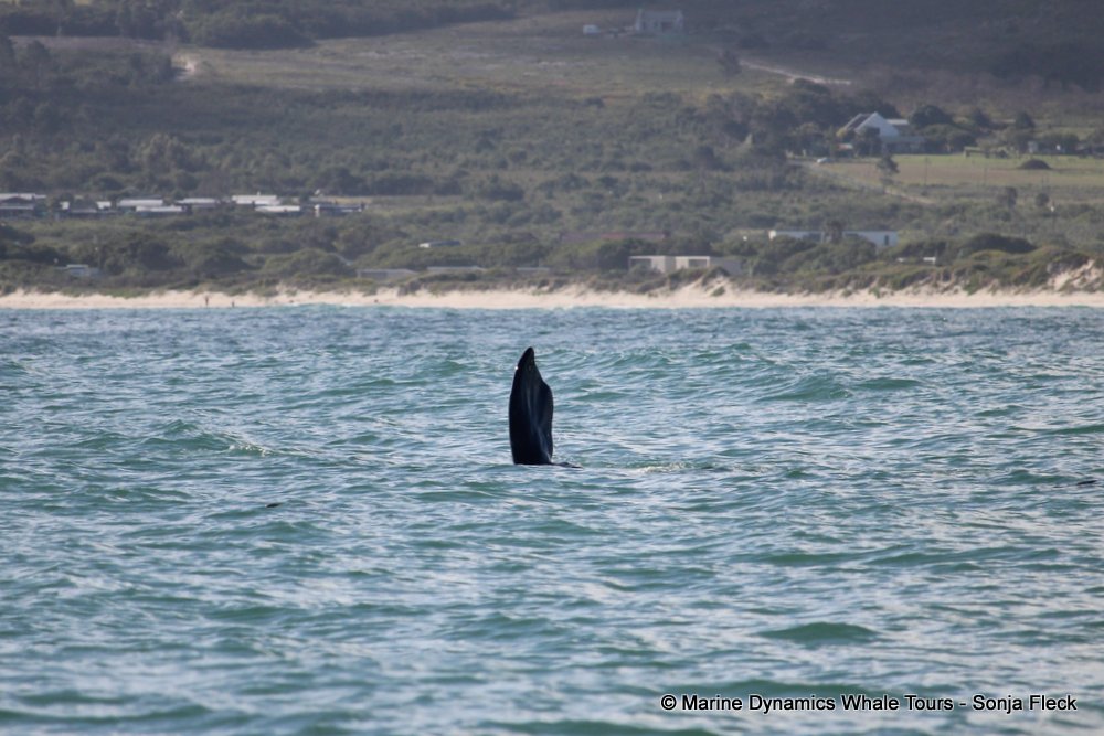 Southern right whale, whale watching, gansbaai, south africa,