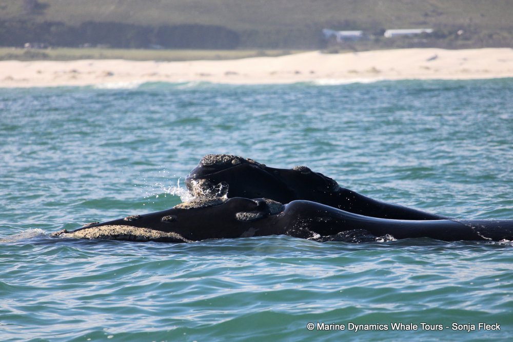 Southern right whale, whale watching, gansbaai, south africa,