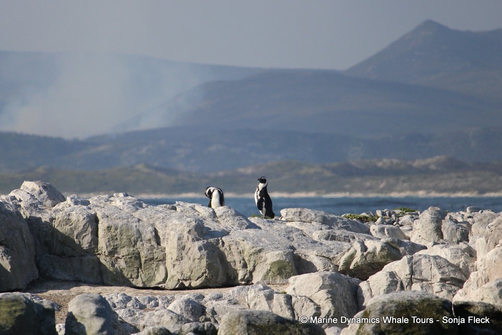african penguin, whale watching, gansbaai, south africa