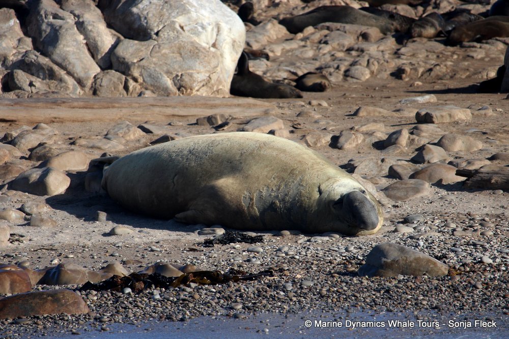 elephant seal, whale watching, gansbaai, south africa