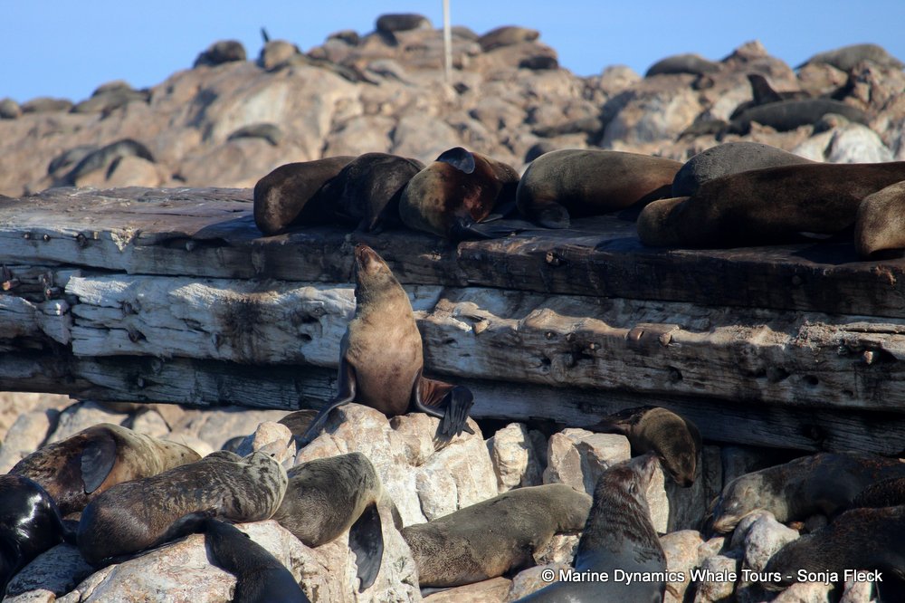 cape fur seal, whale watching, gansbaai, south africa
