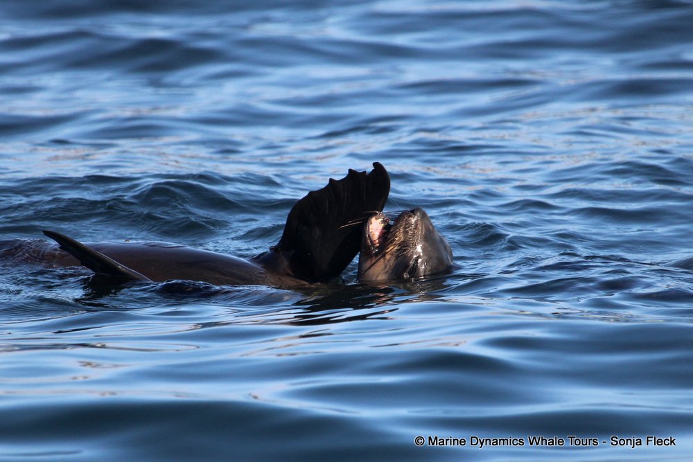 cape fur seal, whale watching, gansbaai, south africa