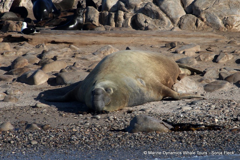 elephant seal, whale watching, gansbaai, south africa