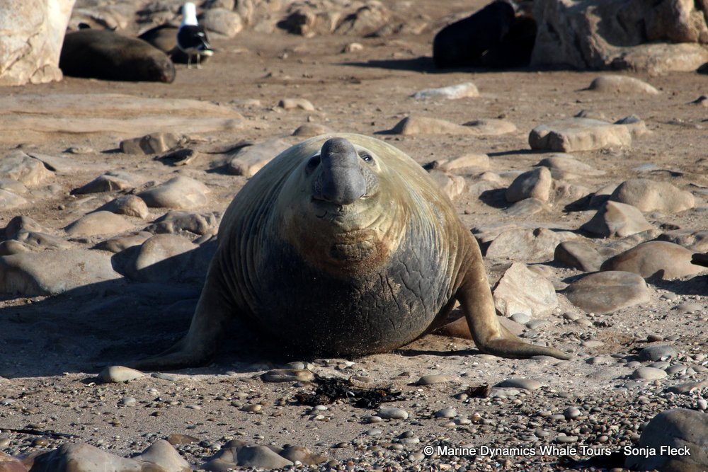 elephant seal, whale watching, gansbaai, south africa