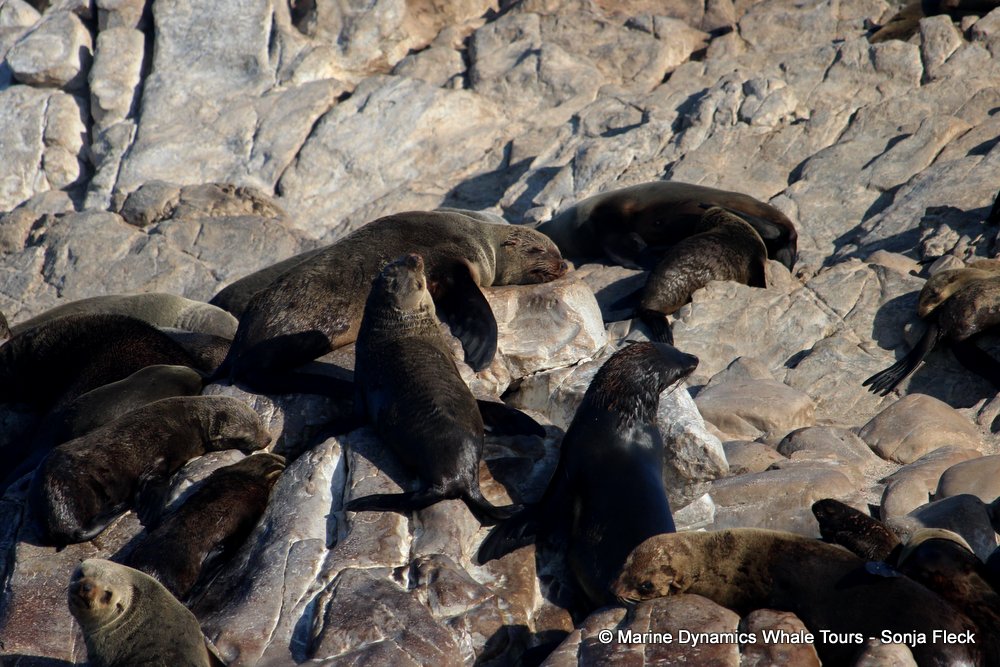 cape fur seal, whale watching, gansbaai, south africa