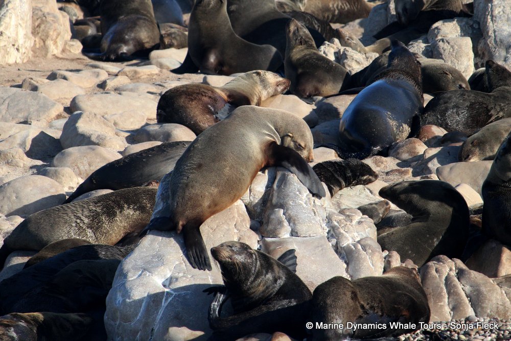 cape fur seal, whale watching, gansbaai, south africa