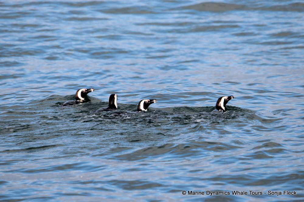 african penguin, whale watching, gansbaai, south africa