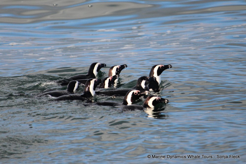 african penguin, whale watching, gansbaai, south africa