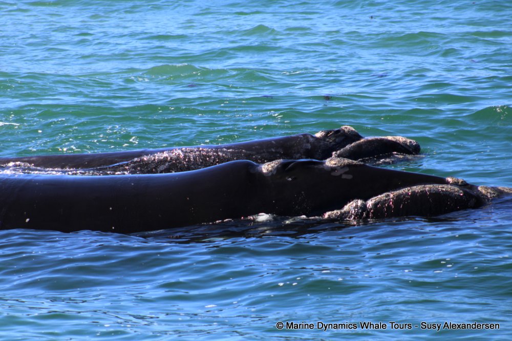 Southern right whale, whale watching, gansbaai, south africa,