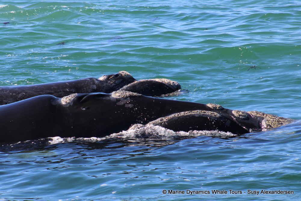Southern right whale, whale watching, gansbaai, south africa,