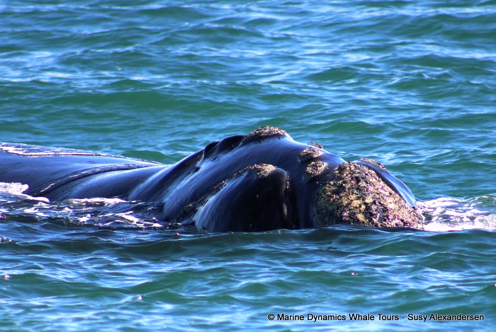 Southern right whale, whale watching, gansbaai, south africa,