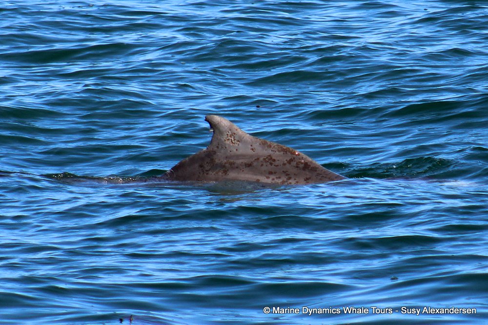 Indian Ocean humpback dolphin, whale watching, gansbaai, south africa,