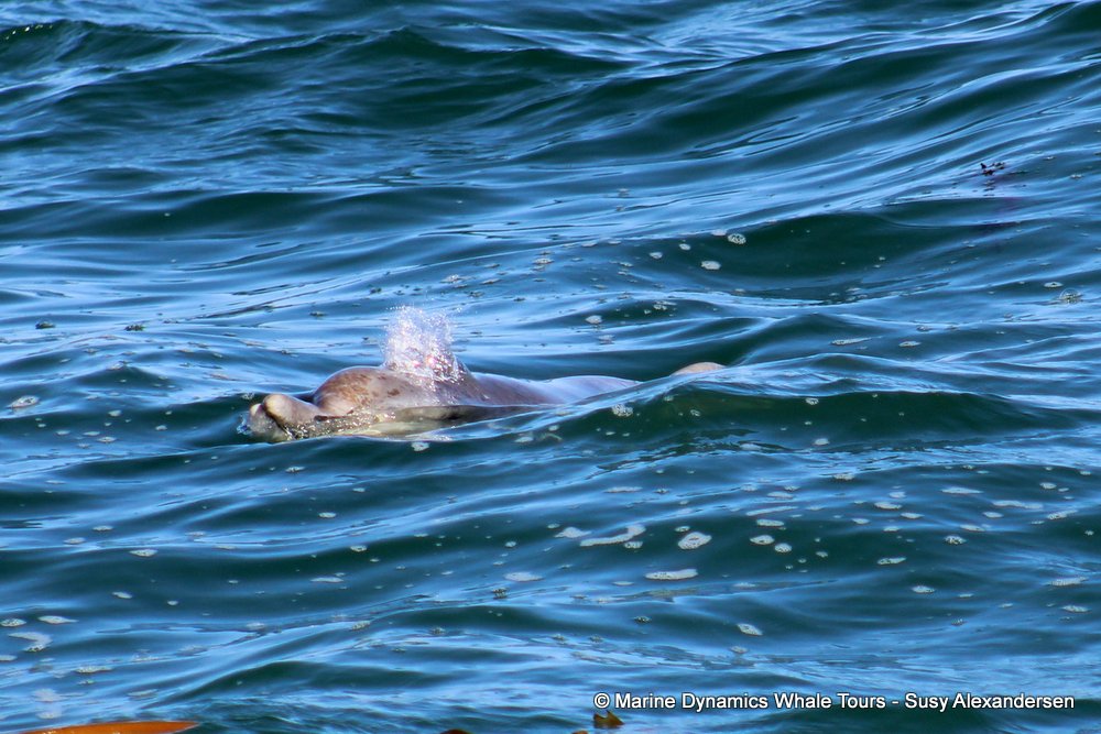 Indian Ocean humpback dolphin, whale watching, gansbaai, south africa,