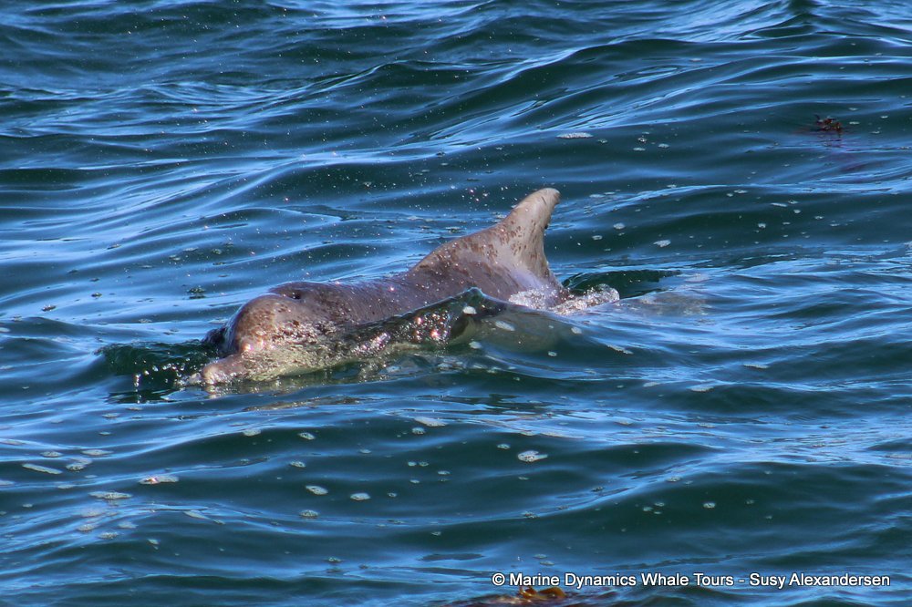 Indian Ocean humpback dolphin, whale watching, gansbaai, south africa,