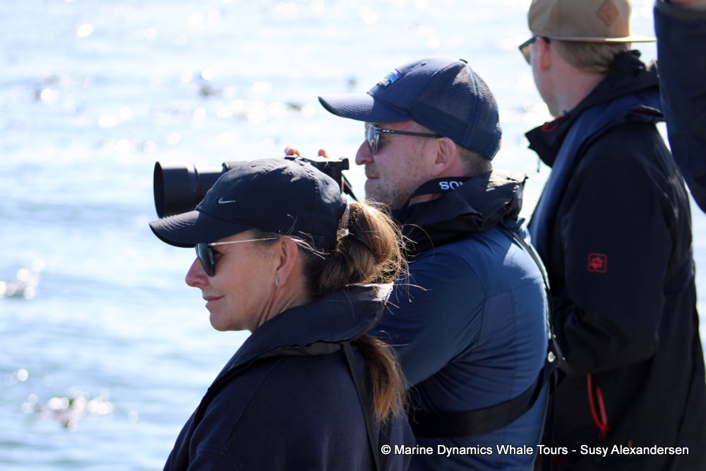 whale watching, gansbaai, south africa