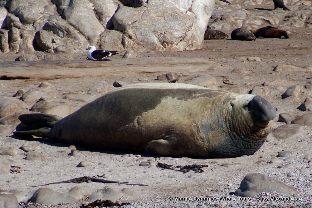 elephant seal, whale watching, gansbaai, south africa