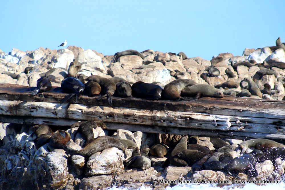cape fur seal, whale watching, gansbaai, south africa