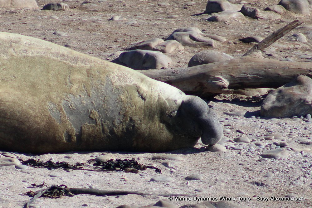 elephant seal, whale watching, gansbaai, south africa