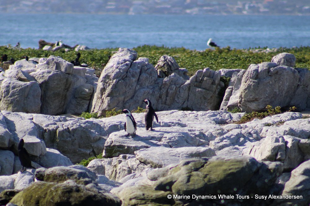 african penguin, whale watching, gansbaai, south africa