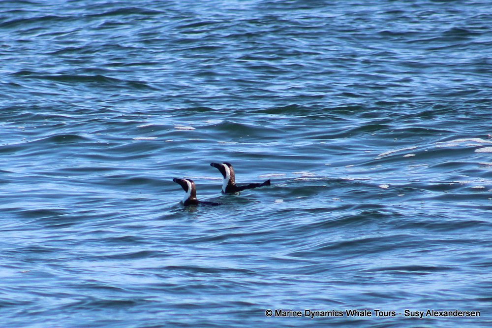 african penguin, whale watching, gansbaai, south africa